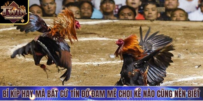 Bí kíp hay mà bất cứ tín đồ đam mê chọi kê nào cũng nên biết