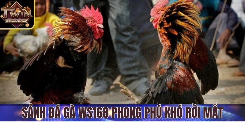 Sảnh đá gà WS168 phong phú khiến hội viên khó rời mắt