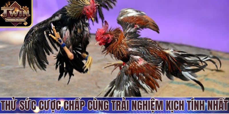 Thử sức cược chấp cùng trải nghiệm kịch tính nhất