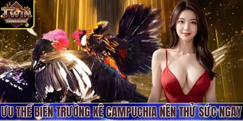 Ưu thế biến trường gà Campuchia nên thử sức ngay